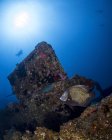 French angelfish on El Aguila wreck — Stock Photo