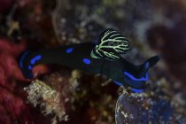 Gloomy nudibranch crawling over coral — Stock Photo