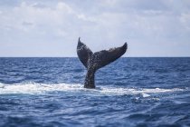 Baleia jubarte cauda maciça sobre a água — Fotografia de Stock