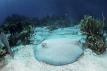 Coda ruvida stingray poggiante su fondale marino — Foto stock