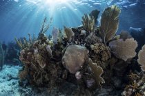 Gorgonias con corales de arrecife en arrecife - foto de stock