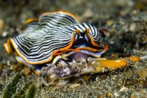 Неописаних Armina nudibranch — стокове фото