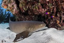 Tiburón nodriza descansando en el fondo del mar - foto de stock