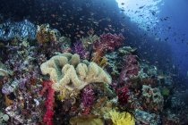 Рыбы, плавающие над здоровым коралловым рифом — стоковое фото