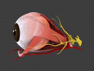 Медична ілюстрація анатомії людського ока — стокове фото