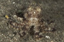 Camouflaged octopus on sandy seabed — Stock Photo