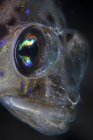 Goby fish closeup headshot — Stock Photo