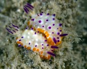Pair of mexichromis nudibranchs — Stock Photo