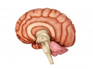 Ilustración médica de la anatomía del cerebro humano - foto de stock