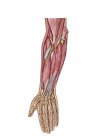 Anatomie des muscles de l'avant-bras humain — Photo de stock