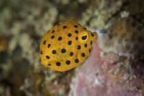 Juvenil amarelo boxfish closeup tiro — Fotografia de Stock