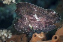Leaf scorpionfish on reef — Stock Photo