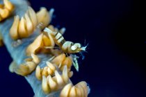 Анкер батогом коралові креветки — стокове фото
