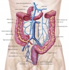 Anatomie du système veineux abdominal humain — Photo de stock