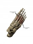 Modell des Fußes, das die Rückenmuskeln und Knochenstrukturen mit Anmerkungen darstellt — Stockfoto