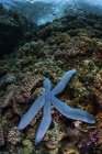 Blaue Seesterne klammern sich an Riff — Stockfoto