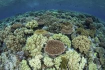 Barriera corallina nel Parco Nazionale di Wakatobi — Foto stock