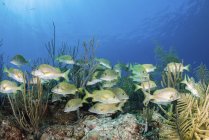 School of fish swimming over reef — Stock Photo