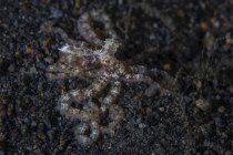 Krake auf schwarzem Sandboden — Stockfoto