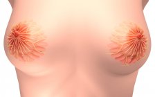 Медична ілюстрація жіночої анатомії молочної залози — стокове фото