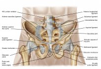 Anatomie menschlicher Beckenknochen und Bänder — Stockfoto