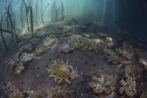Medusas de cabeça para baixo que põem no fundo do mar — Fotografia de Stock