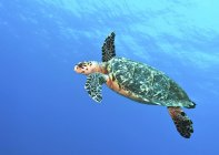 Falkenschildkröte schwimmt im blauen Wasser — Stockfoto