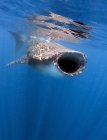 Walhaie fressen in der Nähe von isla mujeres — Stockfoto