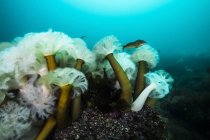 Anemoni plumosi giganti — Foto stock