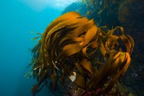 Giant kelp growing in Resurrection Bay — Stock Photo