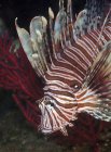 Lionfish indonésio close-up tiro — Fotografia de Stock