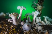 Anemoni plumosi che sorgono dai moli — Foto stock