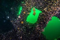 Моллюски растут внутри кораблекрушения — стоковое фото