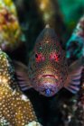 Freckled grouper in Raja Ampat — Stock Photo