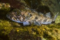 Lingcod laying on reef in Hood canal — Stock Photo