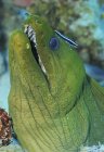 Moray anguila verde - foto de stock