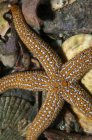 Starfish lying on sea floor — Stock Photo