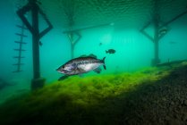 Largemouth bass under dock in Lake Phoenix — Stock Photo