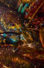 Американський омарів крупним планом постріл — стокове фото