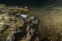 Blind crawfish in Peacock Springs — Stock Photo