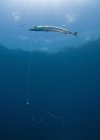 Gran barracuda enganchada con la línea de pesca - foto de stock