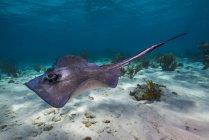 Stingray swimming in Grand Cayman — Stock Photo