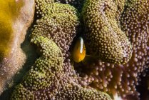 Orange anemonefish hiding in coral — Stock Photo
