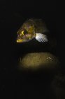 Kelp rockfish in Hood Canal — Stock Photo