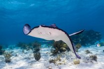 Stingray swimming over seabed — Stock Photo