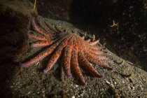 Estrella de girasol acostada en el fondo del mar arenoso - foto de stock