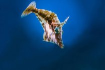 Pequeno filefish em Grande Cayman — Fotografia de Stock