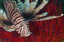 Индийско-тихоокеанские львы на красных кораллах — стоковое фото
