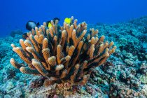 Corales en el lecho marino volcánico de Kona - foto de stock