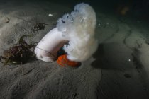 Гигантский плумозный анемон — стоковое фото